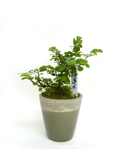 盆栽古木 睡蓮木 盆栽 植木 盆栽 睡蓮 の人気商品一覧・価格比較