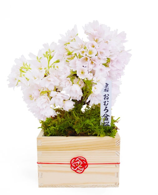 京都小鉢（ミニ盆栽）京桜| 【ミニ盆栽通販】小品盆栽の通販なら京都花室おむろ