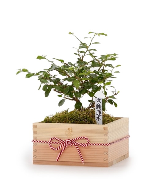 定価55000円 13号凡才鉢 【未使用品】盆栽鉢、植木鉢、盆栽小鉢、山
