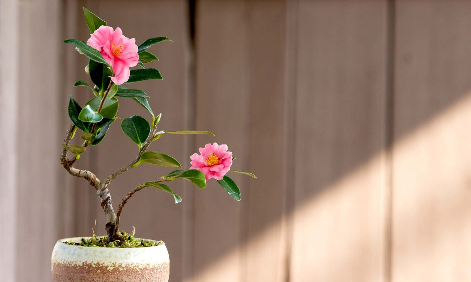 パステル錦鶏牡丹花鳥紋鉢 花鉢盆栽 小品盆栽鉢 大品盆栽鉢 パステル錦鶏牡丹花鳥紋鉢 花鉢盆栽 小品盆栽鉢 大品盆栽鉢