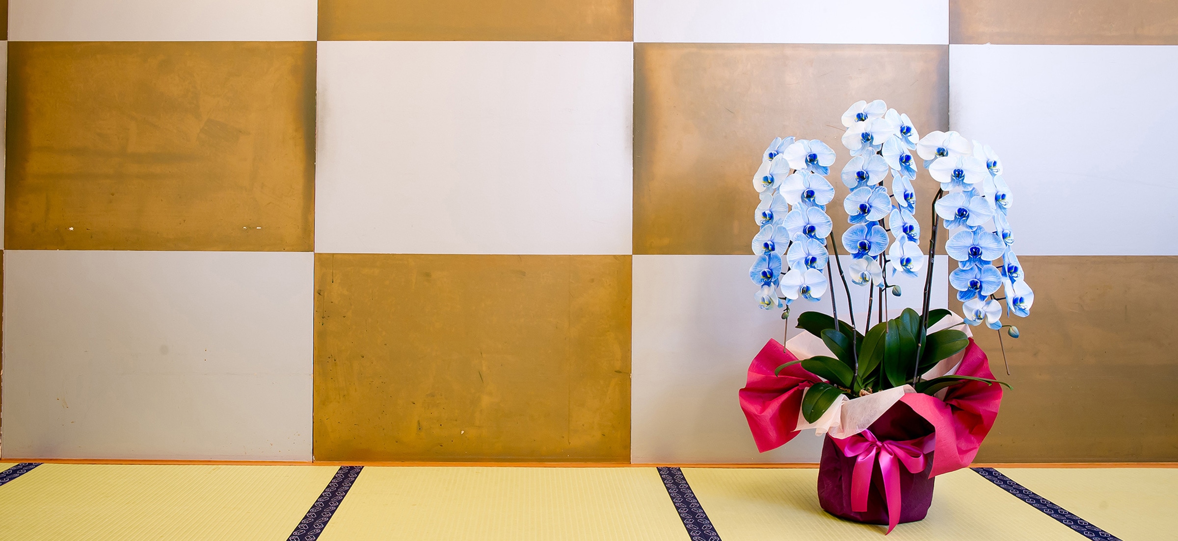 京都 色付き胡蝶蘭｜胡蝶蘭・フラワーギフト通販の京都花室おむろ