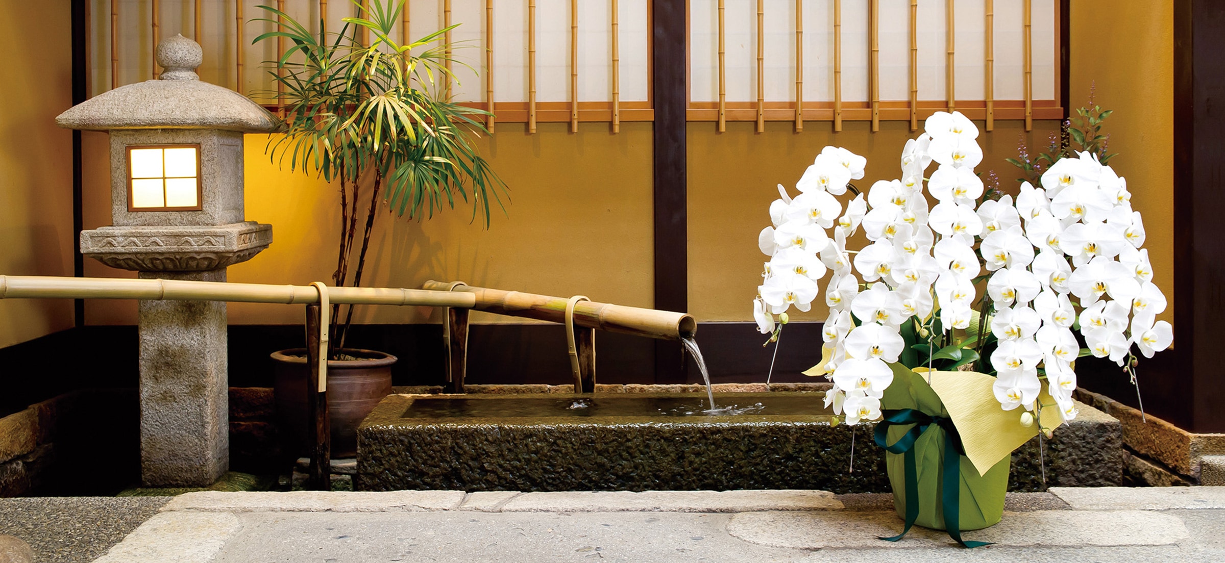 京都 定番胡蝶蘭｜胡蝶蘭・フラワーギフト通販の京都花室おむろ