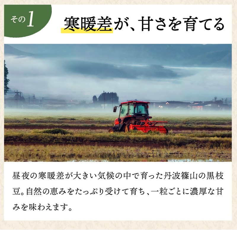 丹波篠山産 訳あり黒枝豆