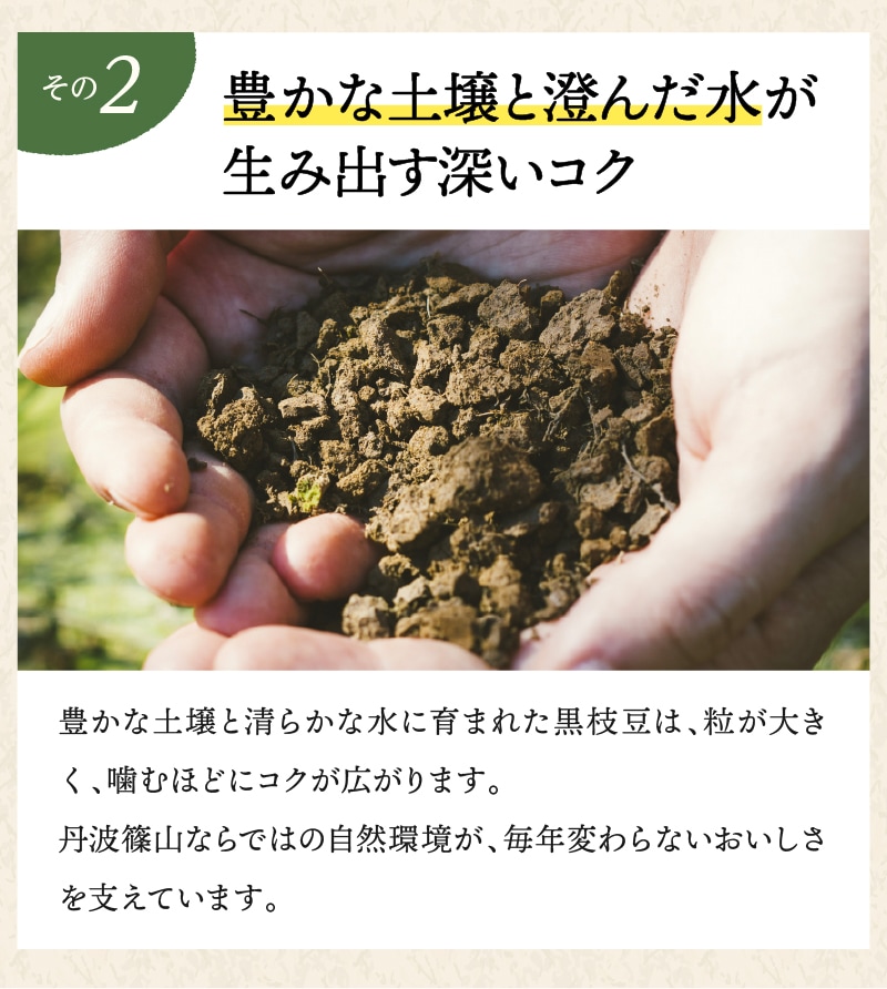 丹波篠山産 訳あり黒枝豆