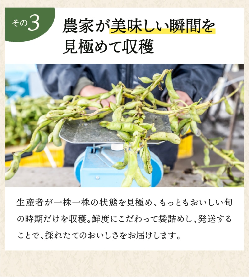 丹波篠山産 訳あり黒枝豆