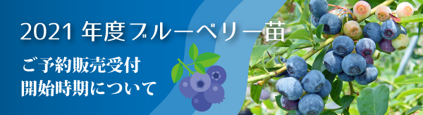 ラヒ ﾗﾋﾞｯﾄｱｲ系ﾌﾞﾙｰﾍﾞﾘｰ 2年生苗相当