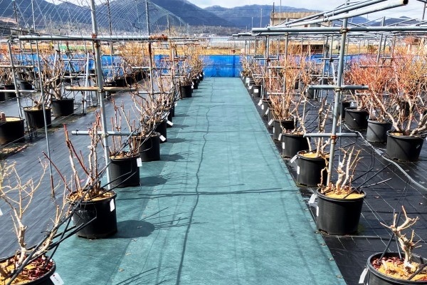 �������ɥ��꡼��240