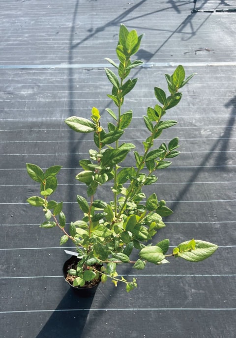 ���ߡ���