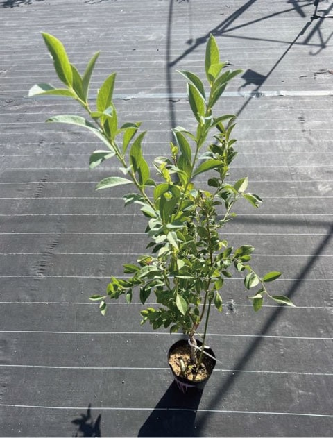 ≪3年生苗≫フロリダローズ【RE系ブルーベリー】