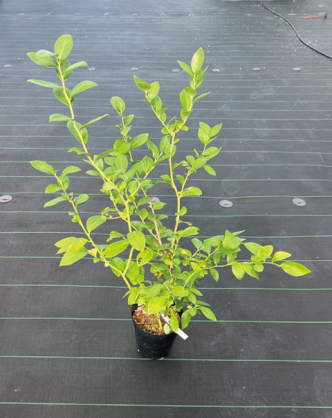 ���ץ�󥰥ϥ�