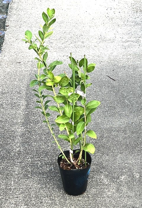 スプリングワイド 【SH系ブルーベリー】2年生苗相当