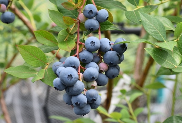 ブルーベリー レガシー15本 苗木 2年生 レガシー【NH系ブルーベリー】2年生苗相当