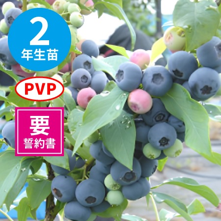 �����ܥ꡼ 2ǯ��������
