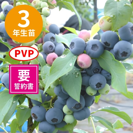 �����ܥ꡼ 2ǯ��������