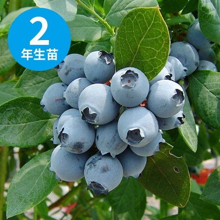 ��������󥪥ˡ��� ��SH�ϥ֥롼�٥꡼��2ǯ��������