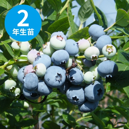 ���åץȥ� ��SH�ϥ֥롼�٥꡼��2ǯ��������