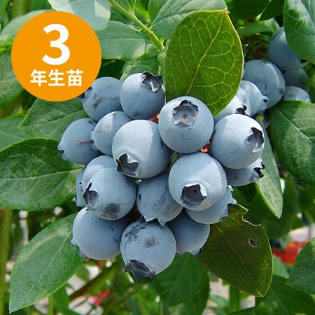 ��������󥪥ˡ����SH�ϥ֥롼�٥꡼��3ǯ��������