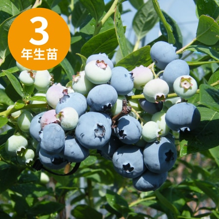 ���åץȥ� ��SH�ϥ֥롼�٥꡼��3ǯ��������
