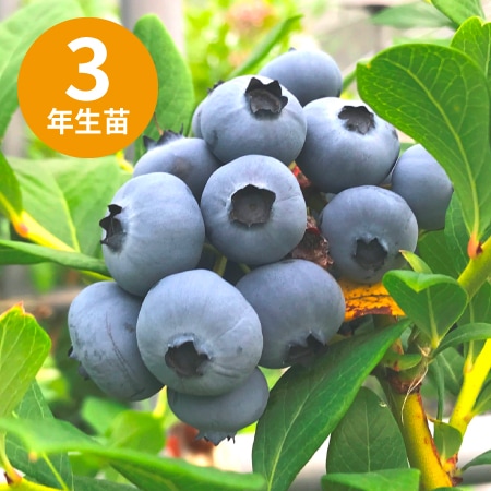 ���������ϥΡ��С� ��SH�ϥ֥롼�٥꡼��3ǯ��������
