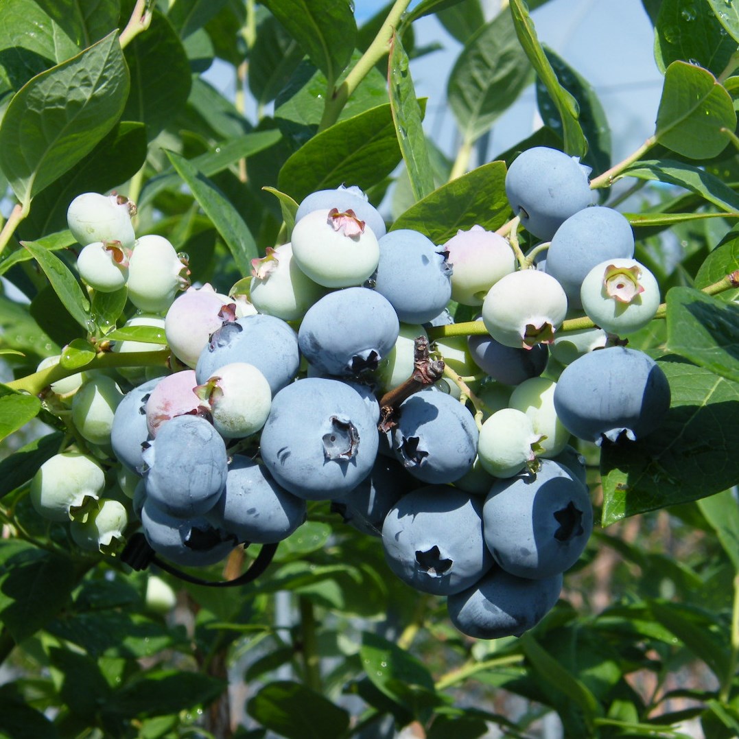 ブルーベリー苗　16本セット 楽天市場】ブルーベリー 苗木 二本セットの通販