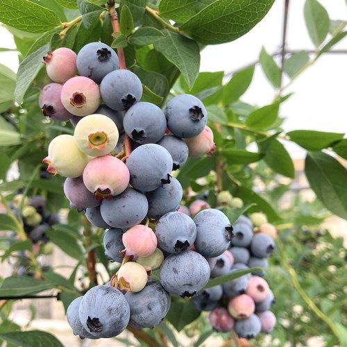 スプリングワイド Sh系ブルーベリー 2年生苗相当