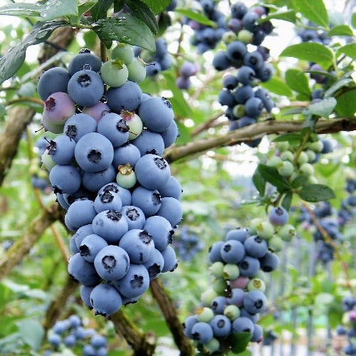 パルメットー Sh系ブルーベリー 2年生苗相当