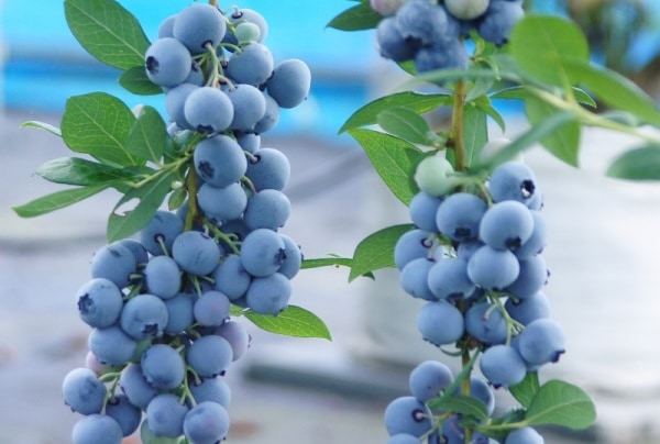 オーシャン貿易のブルーベリー品種紹介