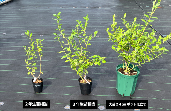 ブルーベリー苗 42本セット(6品種×7本) 10月15日からのブルーベリー苗販売に「大苗・24cmポット」の規格