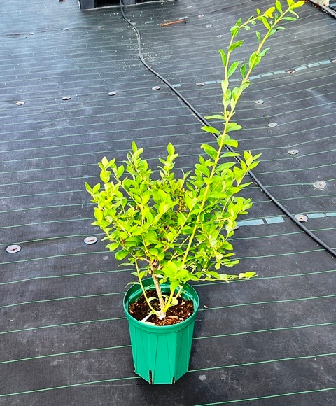 ≪大苗≫スプリングハイ24cmポット仕立て【SH系ブルーベリー】【送料込み】