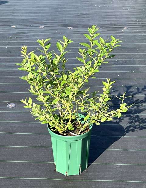 �����󥶡�