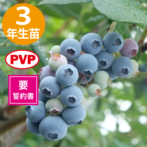 TH-605 SHϥ֥롼٥꡼3ǯ