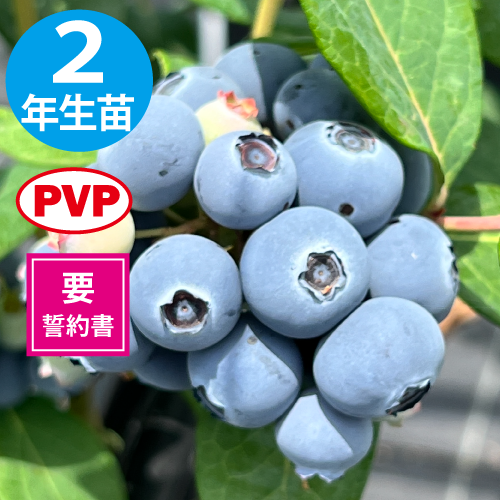 TH-605 ��SH�ϥ֥롼�٥꡼��2ǯ��������