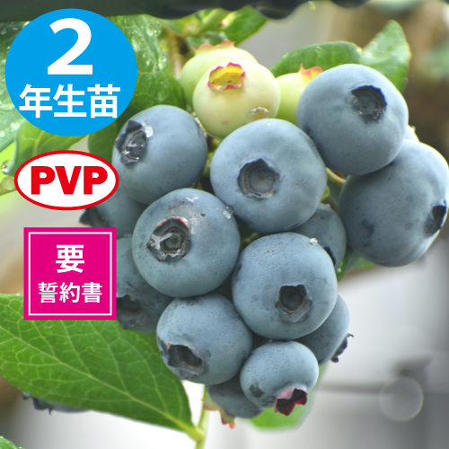 ���ߡ��� ��SH�ϥ֥롼�٥꡼��2ǯ��������