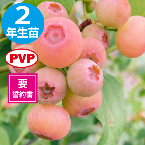 ≪3年生苗≫フロリダローズ【RE系ブルーベリー】