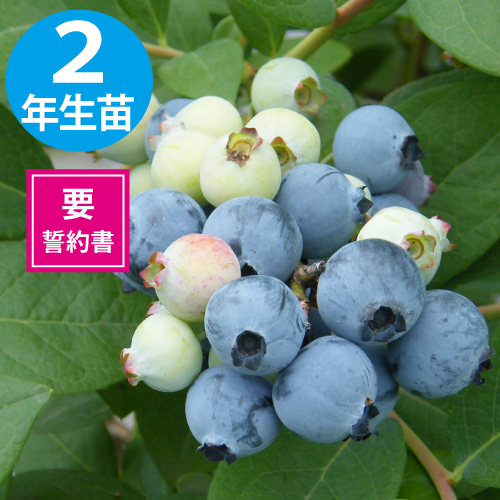 TH-605 SHϥ֥롼٥꡼2ǯ