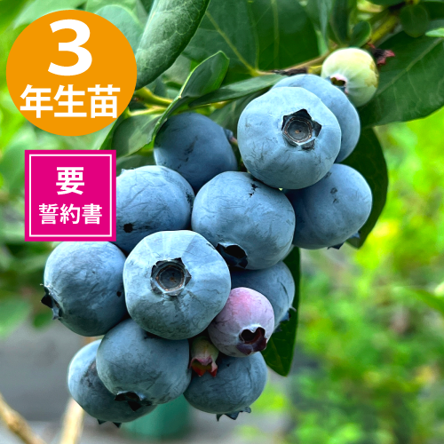 奨 SHϥ֥롼٥꡼3ǯ