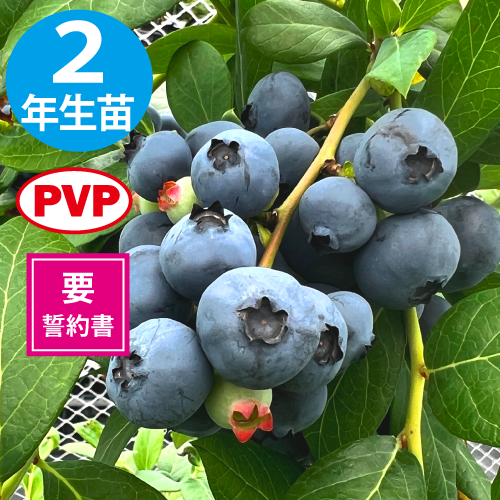 �ѥ��åȡ� ��SH�ϥ֥롼�٥꡼��2ǯ��������