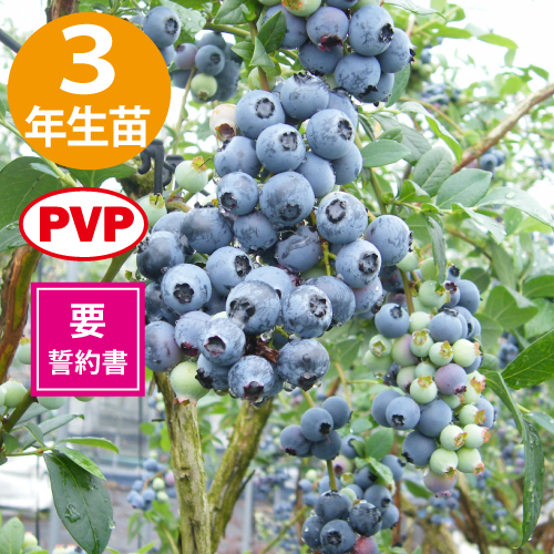 ѥåȡ SHϥ֥롼٥꡼3ǯ