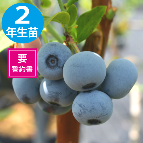 ��ҡ�2ǯ��������