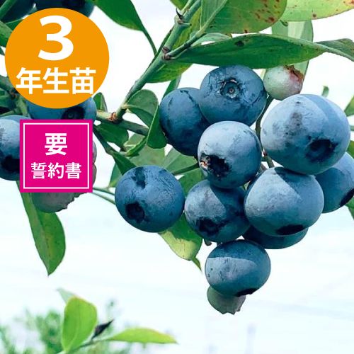 ���3ǯ��������