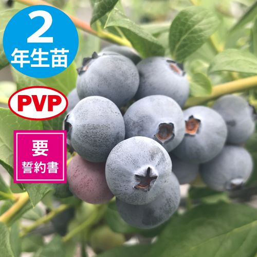 ���ץ�󥰥ϥ� ��SH�ϥ֥롼�٥꡼��2ǯ��������