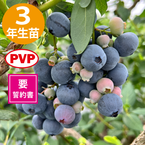 ץ󥰥ϥSHϥ֥롼٥꡼3ǯ