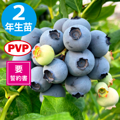 ץ󥰥磻 SHϥ֥롼٥꡼2ǯ