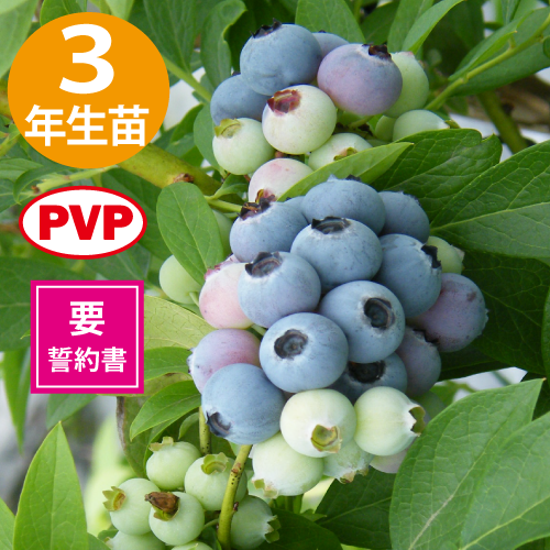 スプリングワイド 【SH系ブルーベリー】2年生苗相当