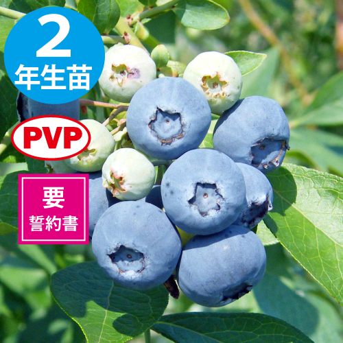 �С��Υ��RE�ϥ֥롼�٥꡼��2ǯ��������