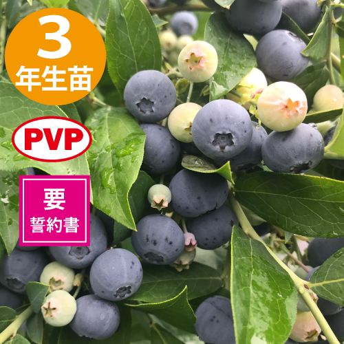 �С��Υ� 3ǯ��������