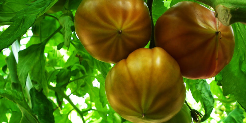 曽我農園金筋トマト