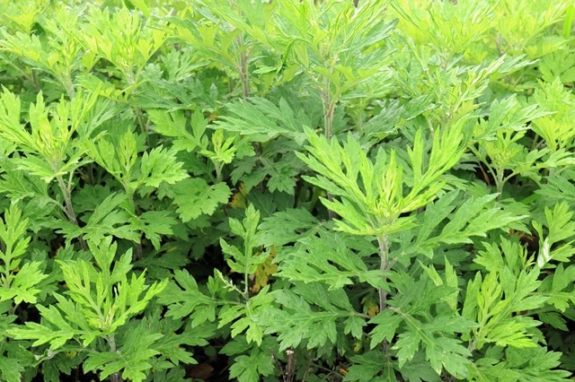 野草の代表格・よもぎについて