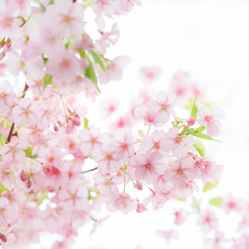 ������ʺ��˥ե쥰��󥹥�����