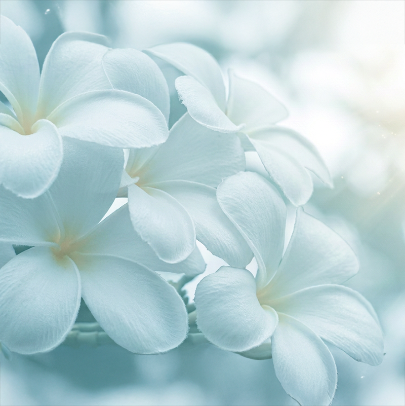 �ե�󥸥�ѥ�����